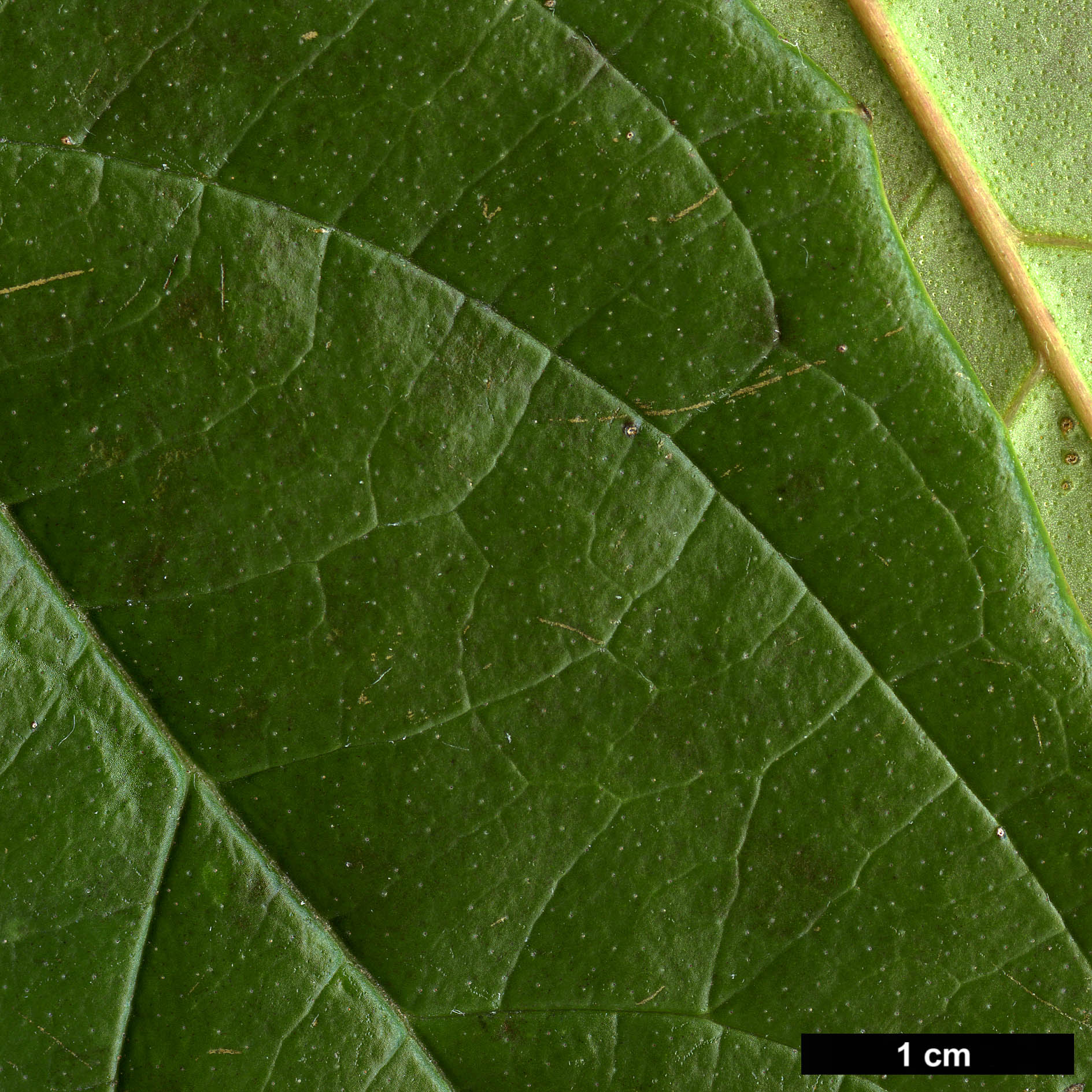 High resolution image: Family: Adoxaceae - Genus: Viburnum - Taxon: WWJ 12012